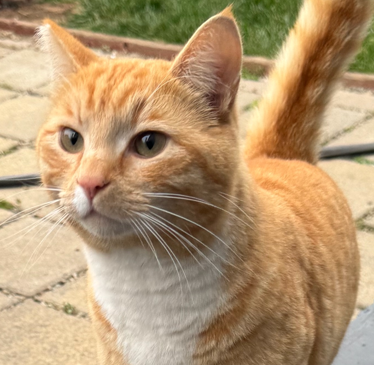 Elvis handsome boy cat